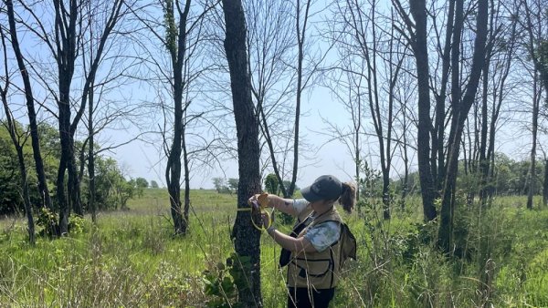 Surviving ash trees may hold key to saving multiple species of the trees | Penn State University