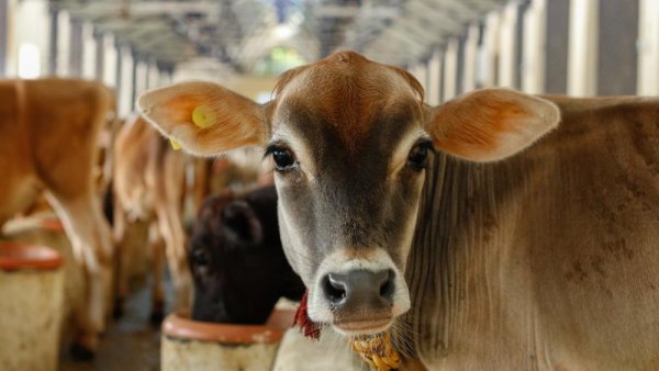 Vaccine protects cattle from bovine tuberculosis, may eliminate disease | Penn State University
