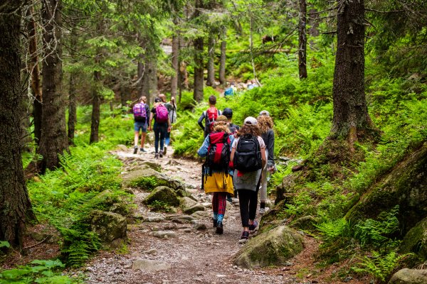 Hikers wearing backpacks walk up a trail in a forest