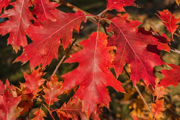 Northern red oak leaves in the autumn