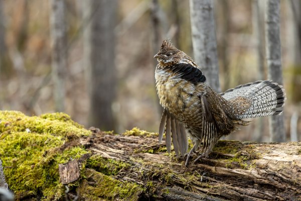 A ruffed grouse drumming on a log in the forest
