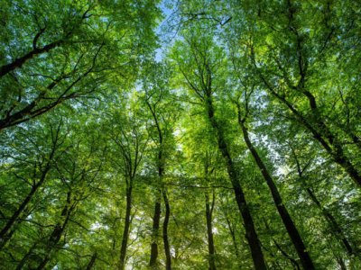 Beech trees in a forest