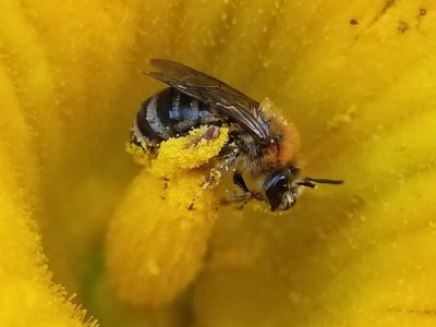 Bee body mass, pathogens and local climate influence heat tolerance | Penn State University
