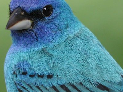 'Citizen science' leads to new Pa. birding atlas | Penn State University