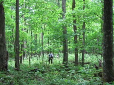 Deer browsing is just one of many factors shaping North American forests | Penn State University