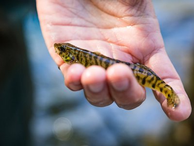 Endangered Fish Chesapeake Logperch Spotted in Waterways Given Electronic Tags for Species Recovery