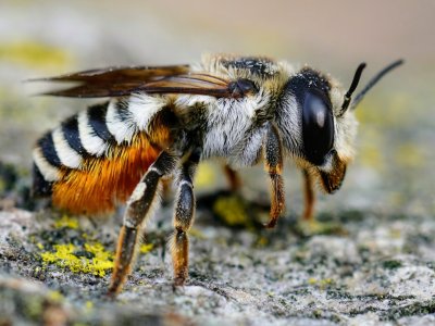 Extreme heat threatens solitary bees and global food security
