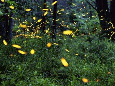 Firefly populations at risk due to climate change, urban development | Penn State University