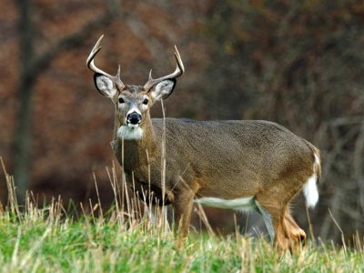 Future of deer management clouded by coming steep decline in hunter numbers | Penn State University