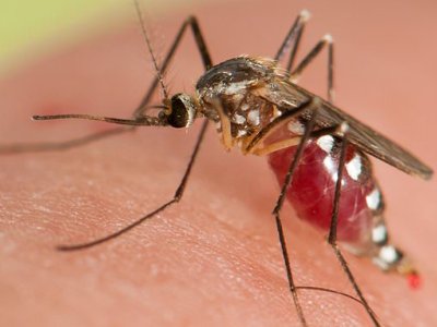 Got a fever and testing negative for Covid? It could be MALARIA