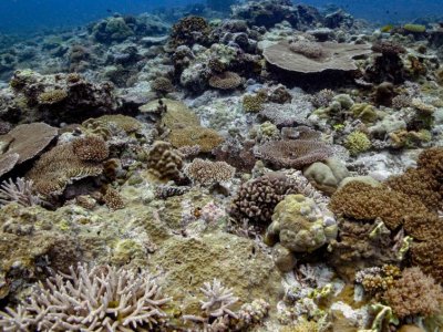 Indo-Pacific corals more resilient to climate change than Atlantic corals | Penn State University
