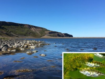 Novel study of small fish in Icelandic waters sheds new light on adaptive change | Penn State University