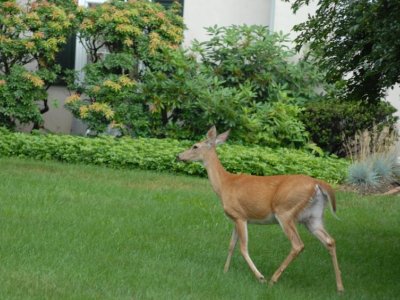Omicron detected for first time in white-tailed deer  | Penn State University