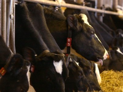 Penn State study aims to help Pa. dairy farmers cut methane — and show carbon offsets are real | StateImpact Pennsylvania