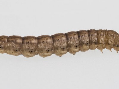 Black cutworm specimen
