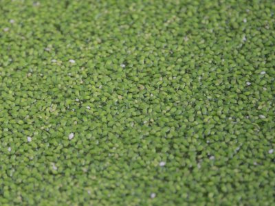 Researchers aim to 'upcycle' nutrient waste on farms using duckweed | Penn State University