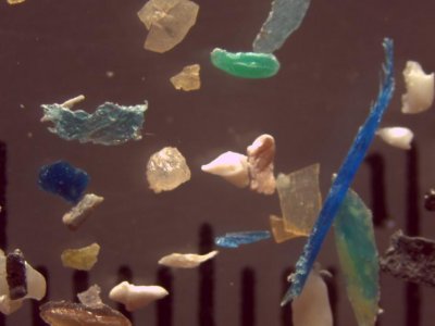 Sounding the alarm on microplastic pollution | Penn State University