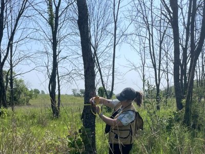 Surviving ash trees may hold key to saving multiple species of the trees | Penn State University
