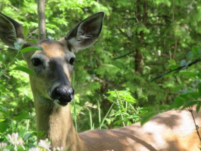 Testing 58 wildlife species for SARS-CoV-2 among goals of $4.5M USDA grant | Penn State University