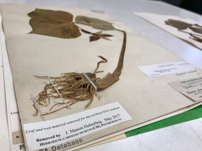 These Researchers Are Digging Into the Understudied Science of Roots