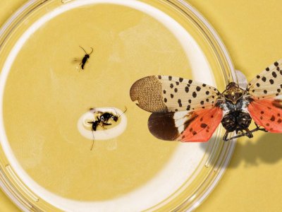 In The War Against The Spotted Lanternfly, Two Tiny Wasps Could be The Secret Weapon