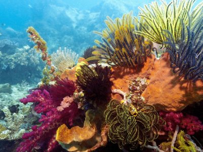 Why are some corals more resilient to climate change than others?