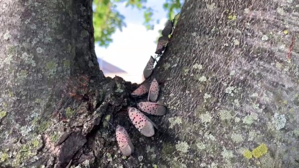 Spotted lanternflies hatching out