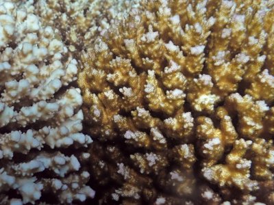 Some corals may survive climate change without paying a metabolic price | Penn State University